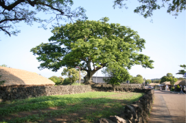 보롬왓 대파축제 2025
