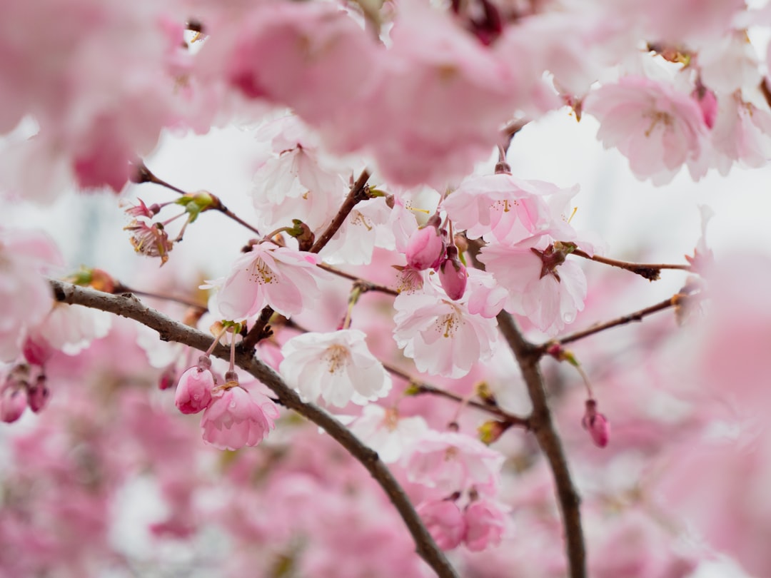 Cherry blossom.