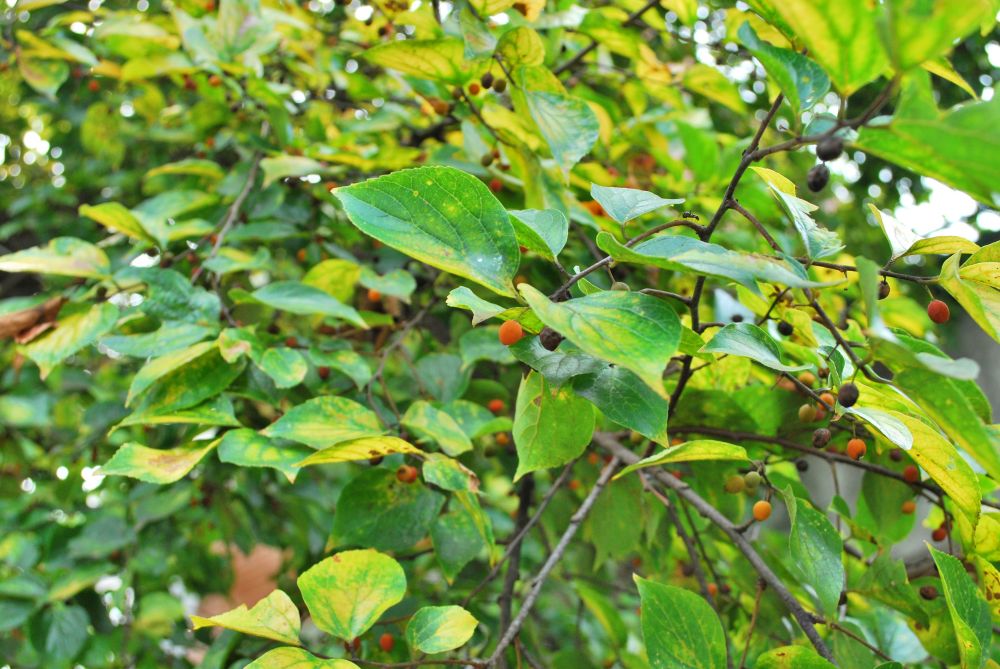 고성군 하일면 임포마을 팽나무