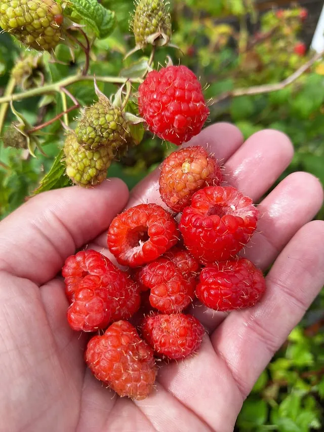 라즈베리 재배 지주 설치 가지 전정 순 지르기_6