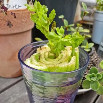 샐러리 재배 모종 심기 재배 거리 수확 연장_12