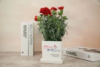카네이션 화분 키우는 방법 생화 꽃바구니 관리_6
