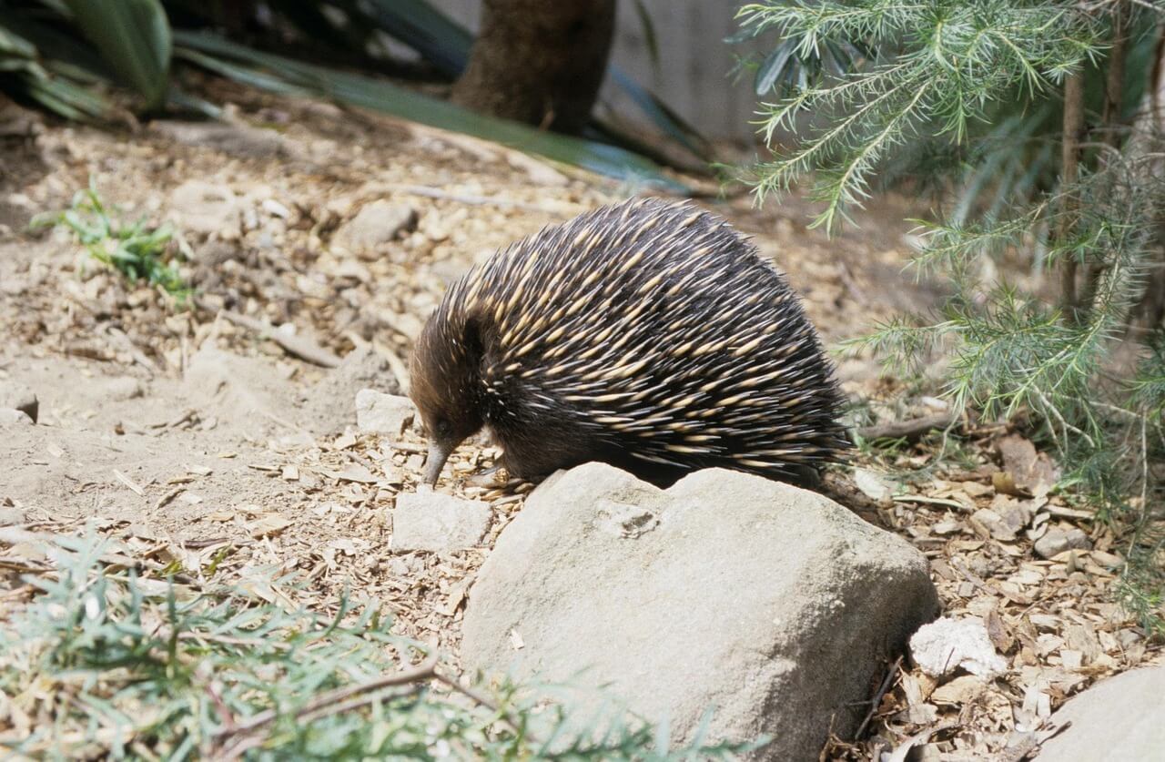 두더쥐 퇴치법