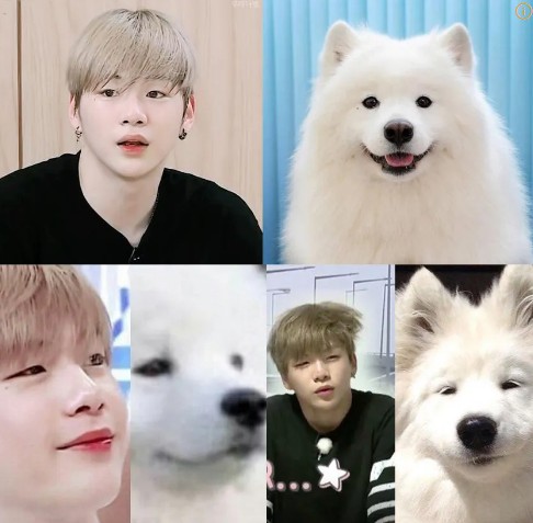 강다니엘 사모예드