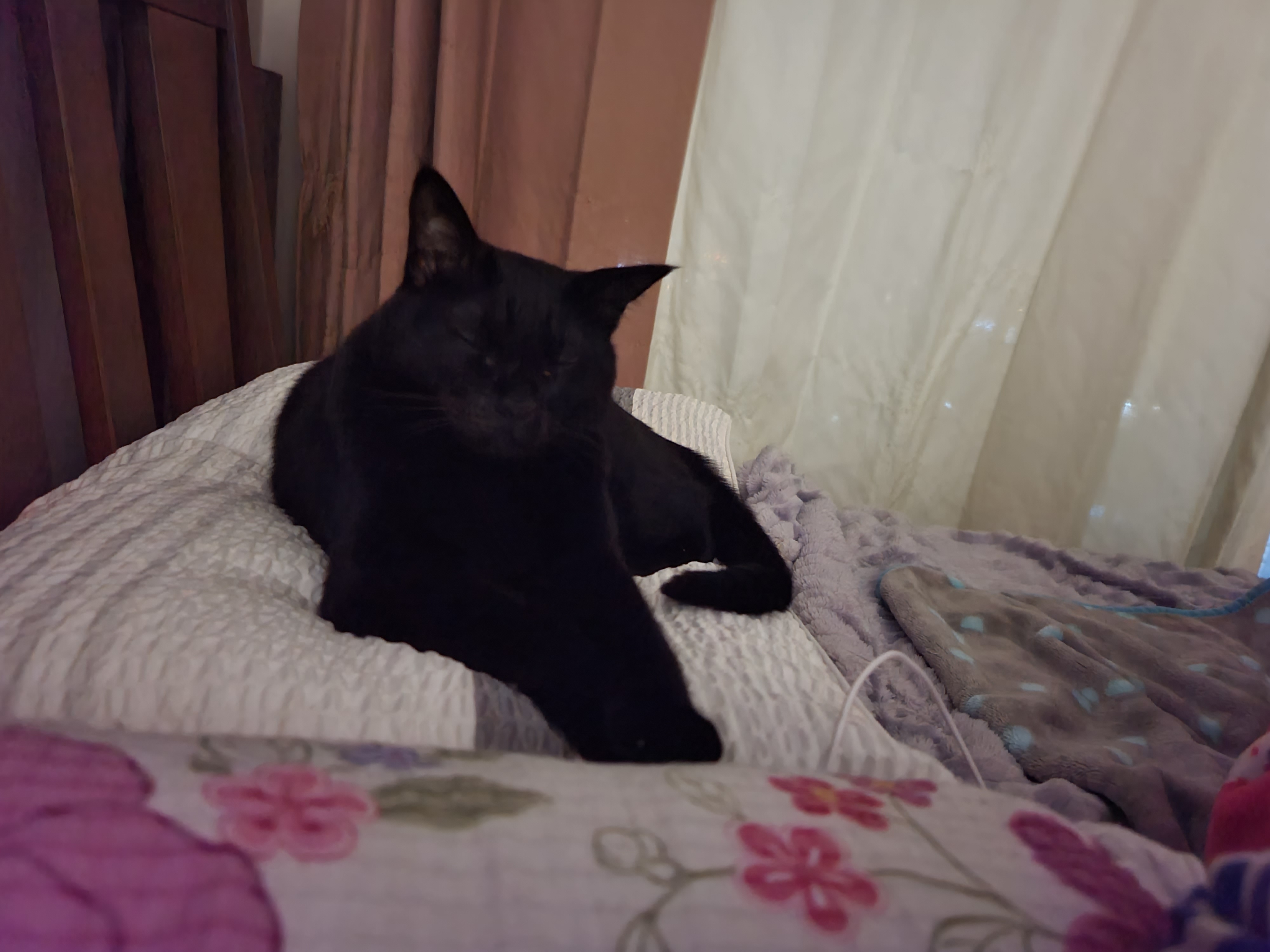 내 주변 고양이들