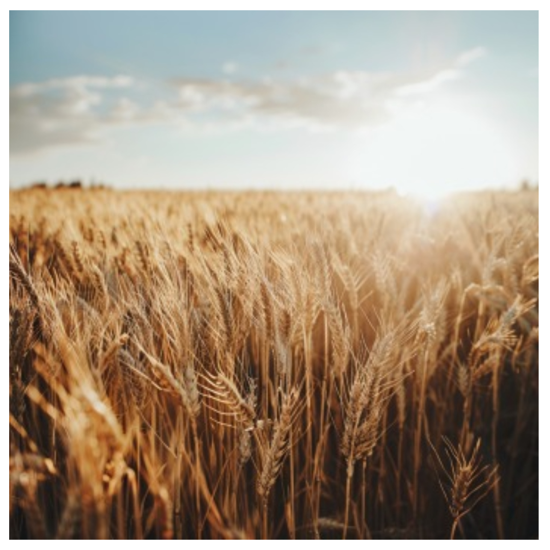 맥주효모와 관련된 사진입니다.