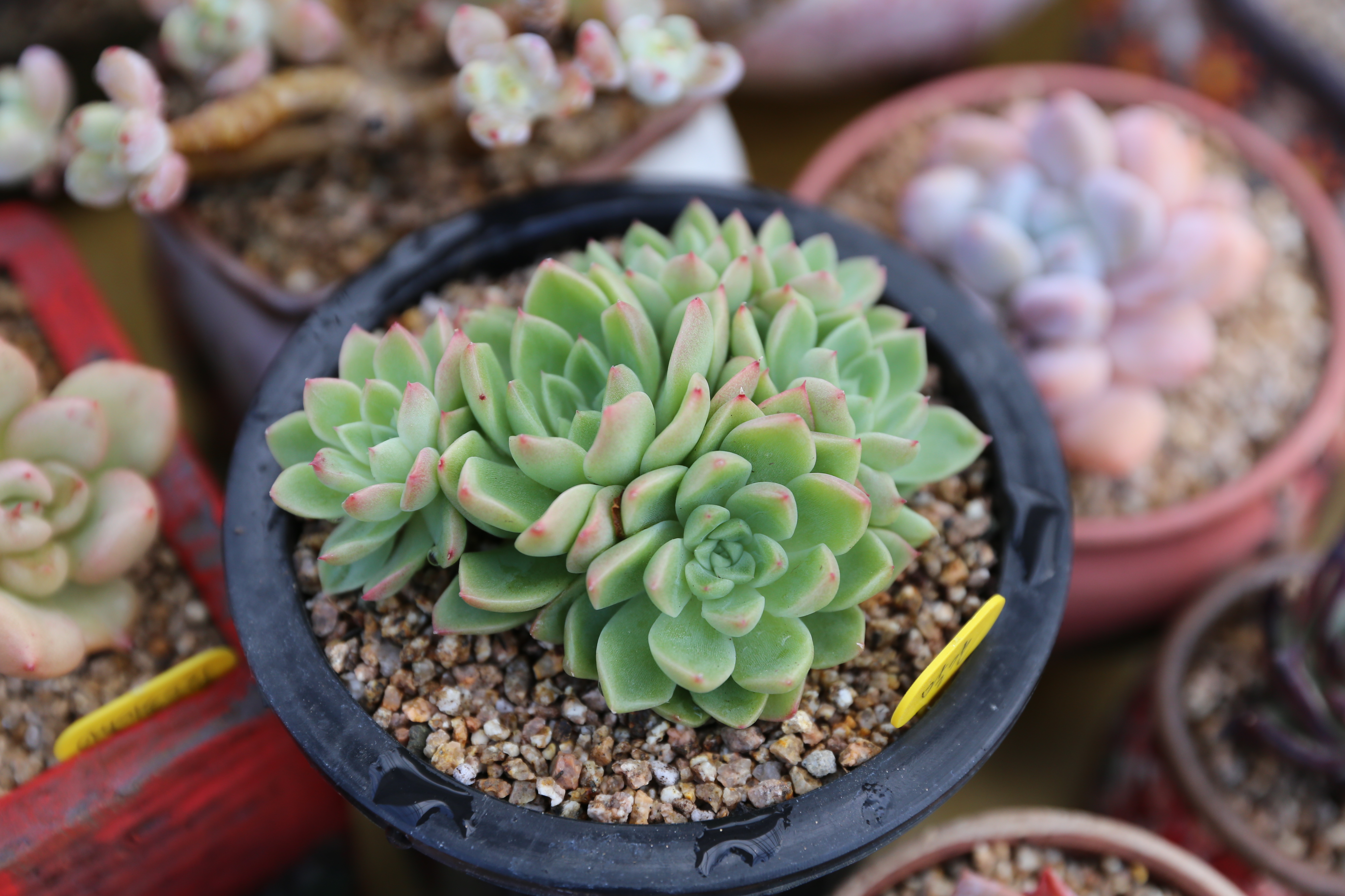 다육식물 계절별 관리 정보에요