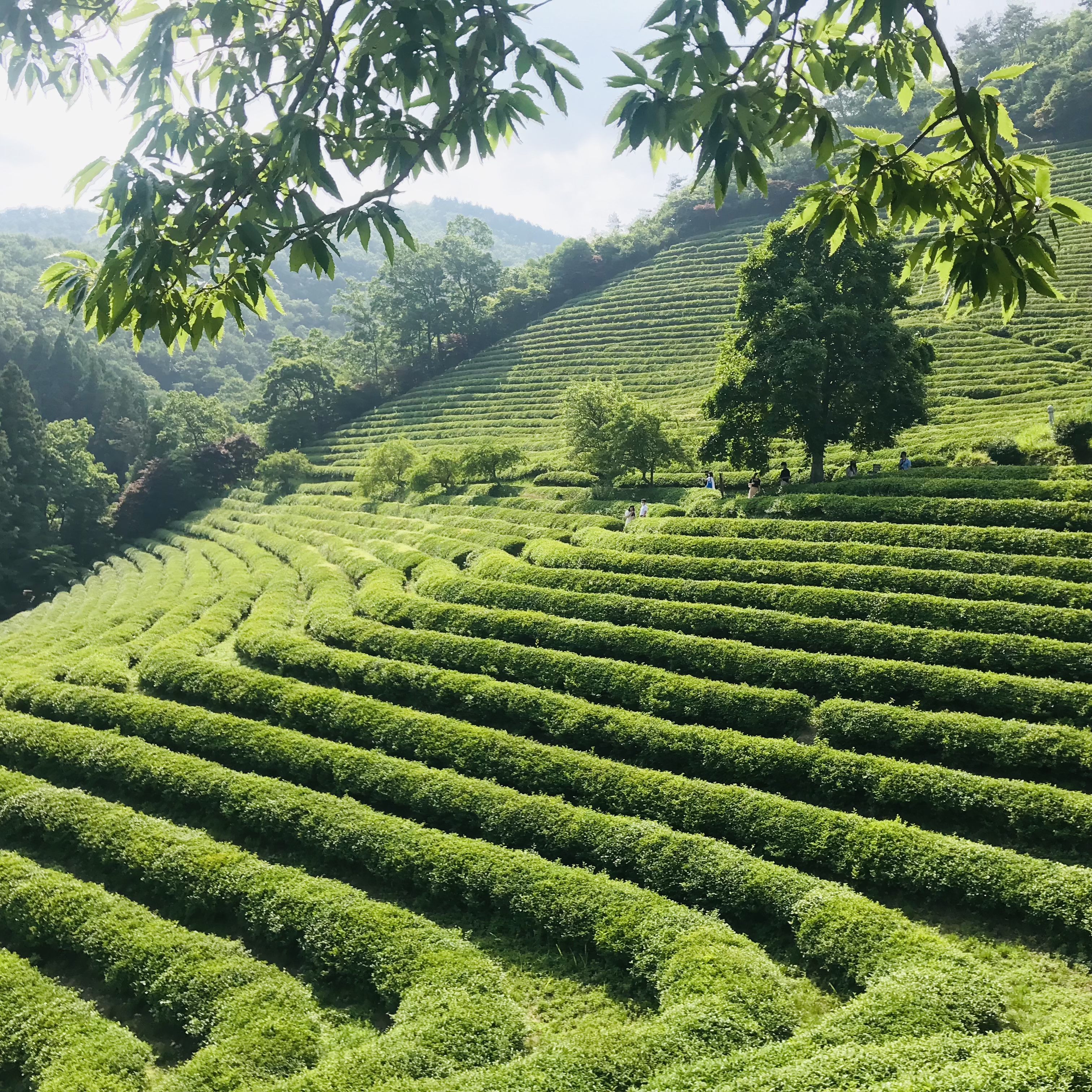 보성 녹차밭 대한다원