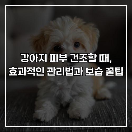 강아지 피부 건조할 때, 효과적인 관리법과 보습 꿀팁