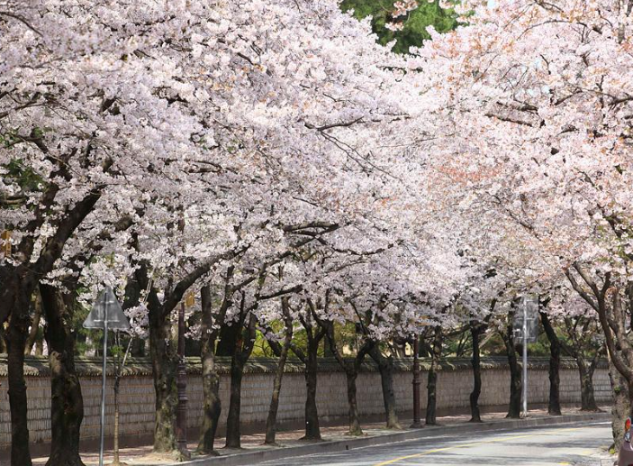 2025 벚꽃 개화시기