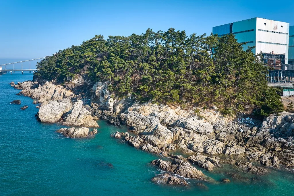 서천 마량리 동백나무 숲 개화 코스_1