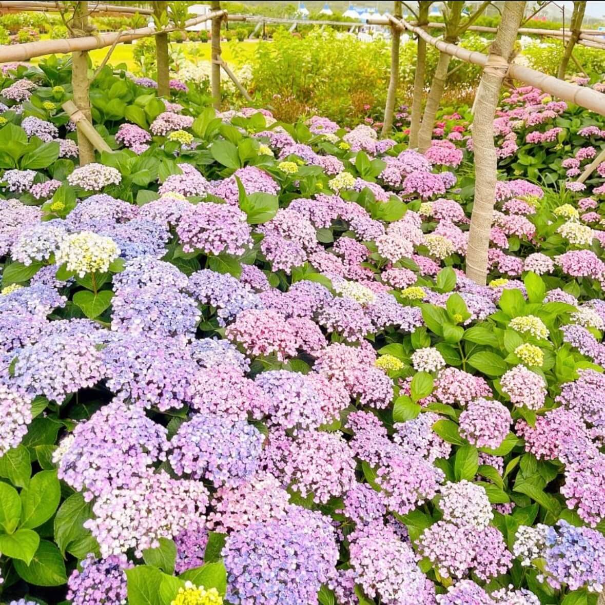도초도 수국축제