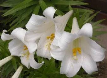 백합 재배 비늘줄기 분주 일조량 관리 절화 수확_13