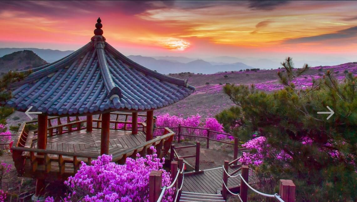 비슬산 진달래 축제