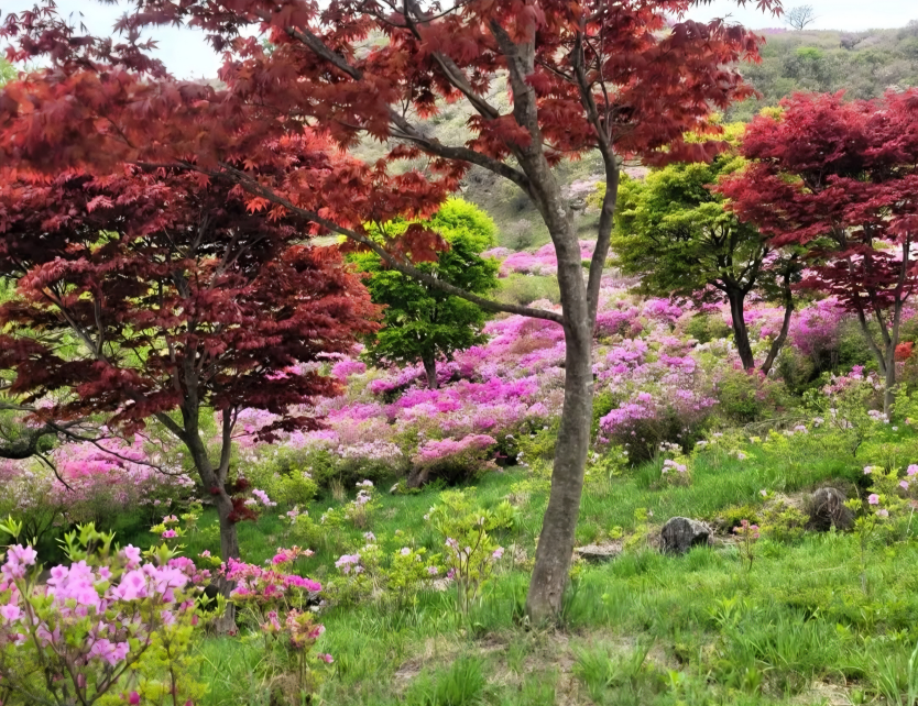 봄에도 가을에도 예쁜 황매산