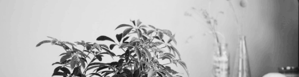 홍콩야자 관리방법: 봄이나 여름철