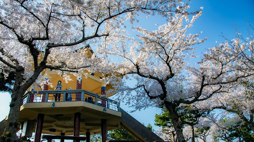 제주도 벚꽃 명소 사라봉 오름 2024 벚꽃 명소 작년보다 빠른 벚꽃 개화 시기