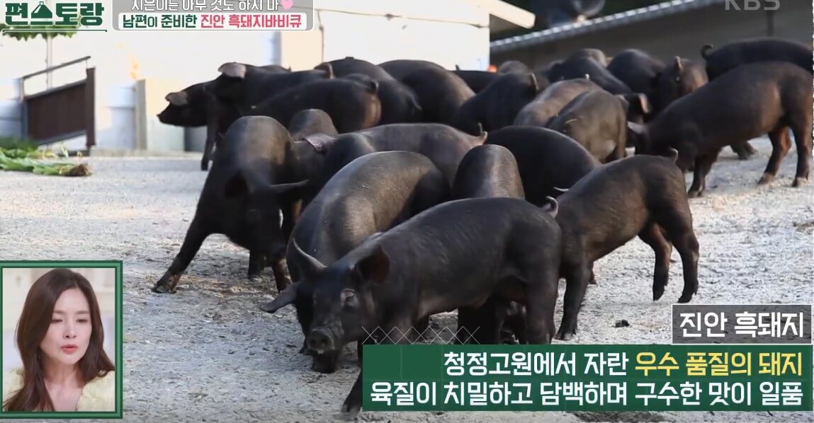 진안 흑돼지