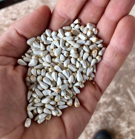 홍화씨 대장암 효능 2가지 및 홍화씨 기름 분말 먹는법 총정리