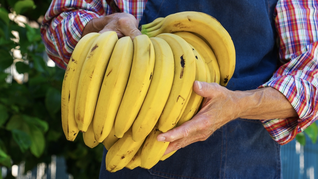 식물성 멜라토닌 바나나