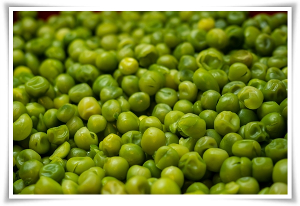 &quot;10월 하순, 완두콩 심어보세요!&quot; 겨울을 이겨낸 완두콩 건강한 영양소 듬뿍!