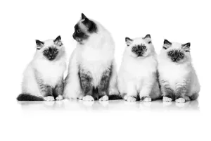고양이