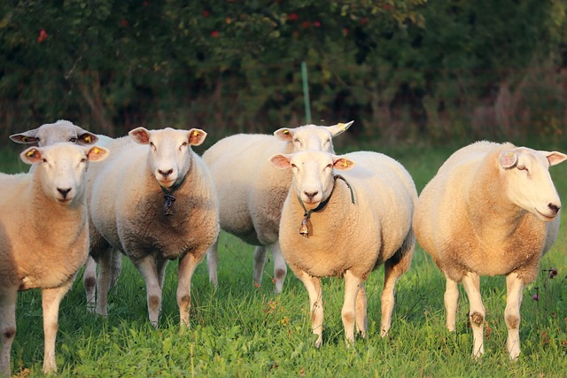 가평 양떼목장 유채꽃축제