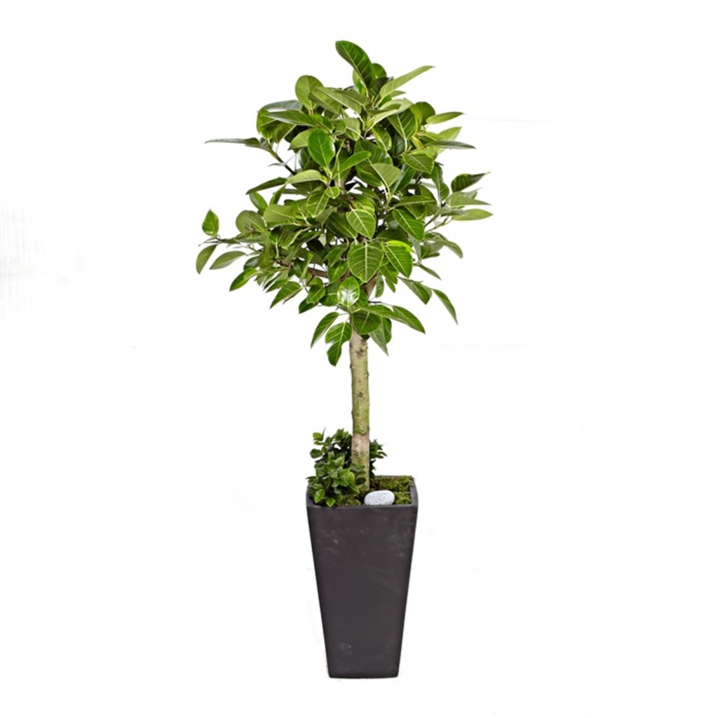 개업 축하 화분 뱅갈고무나무