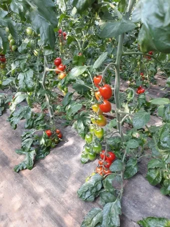 방울토마토 재배 화분 키우기 적심 유인 당도 관리_29