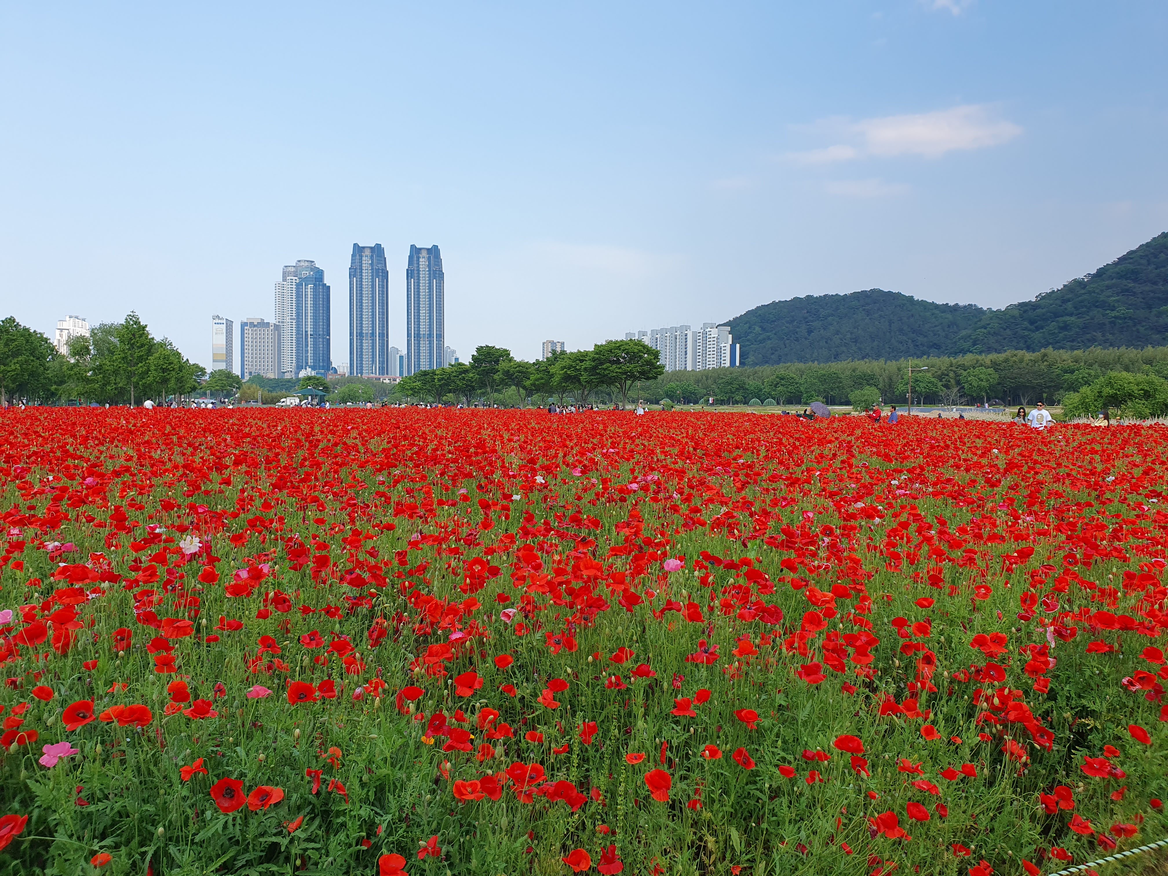 태화강 국가정원 나무