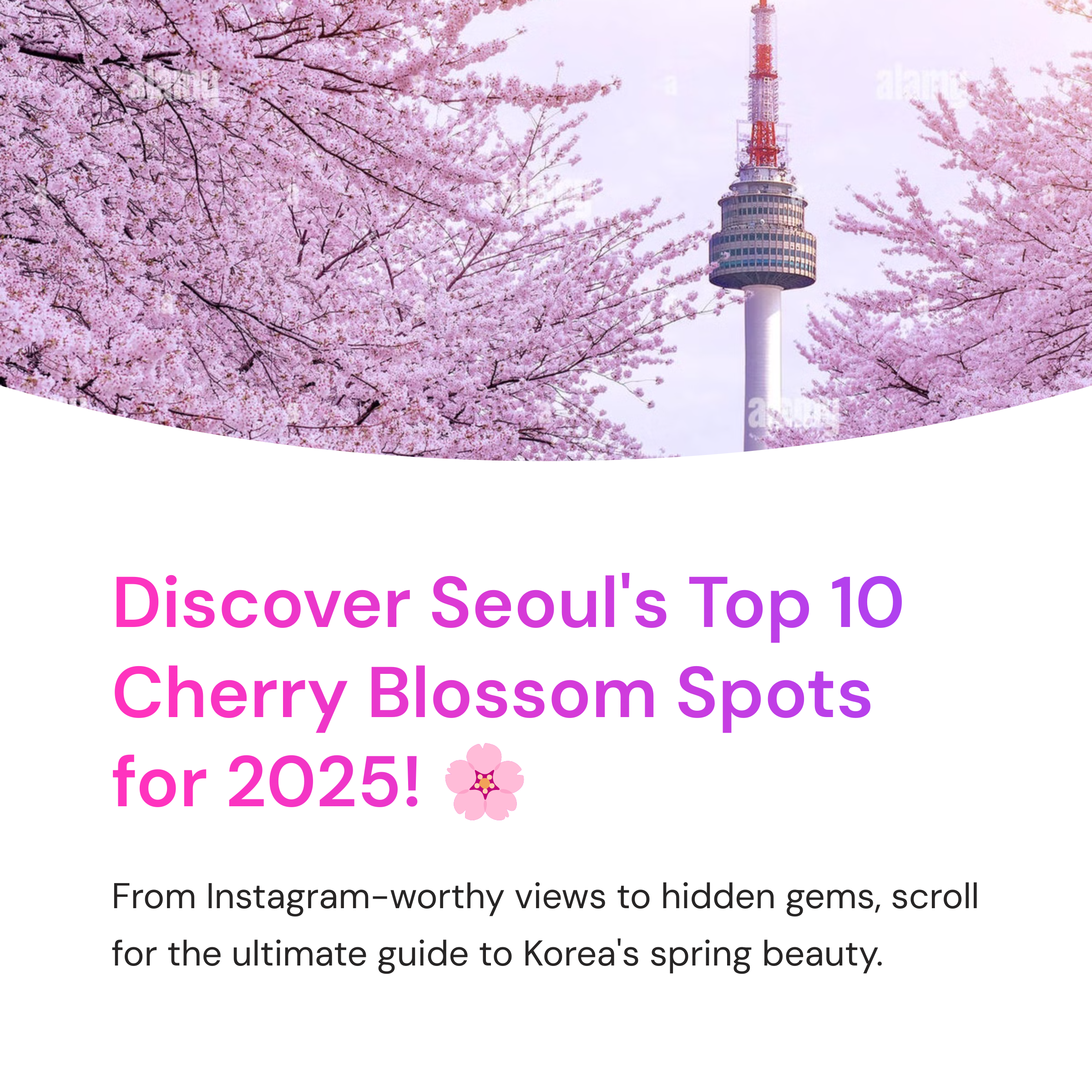 2025 Seoul Cherry Blossom Top 10 Complete Guide - From Instagram Hotspots to Hidden Gems
