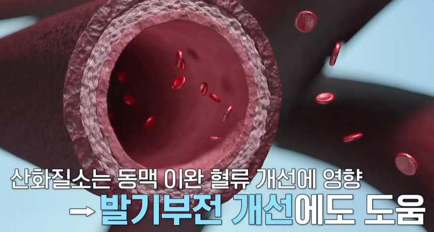 아르기닌의 효능 