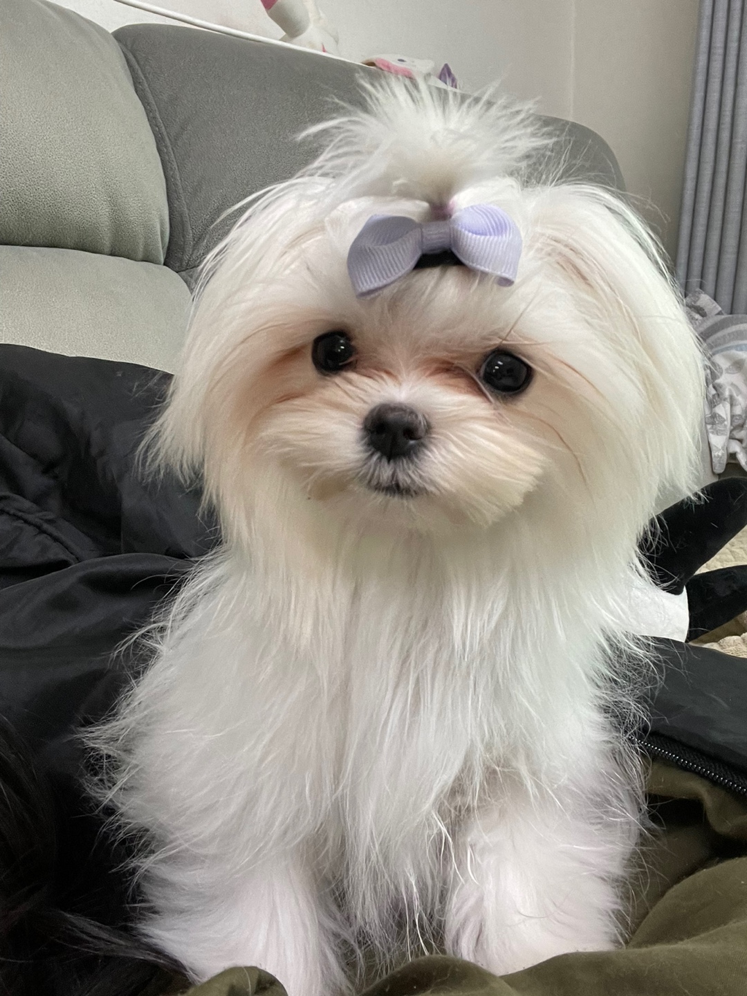 경기도 반려마루 반려견 반려묘 유기동물 입양 동주