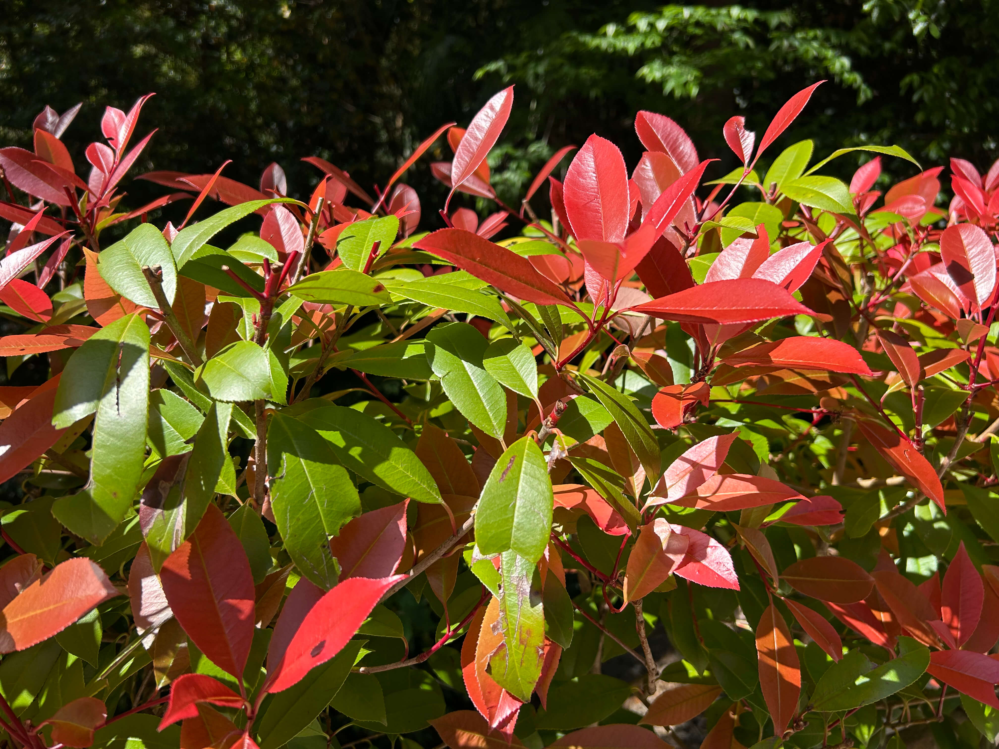 교토 3박4일 여행코스 실제 후기｜가와라마치 숙소&amp;#44; 맛집&amp;#44; 기요미즈데라 일정 관련사진