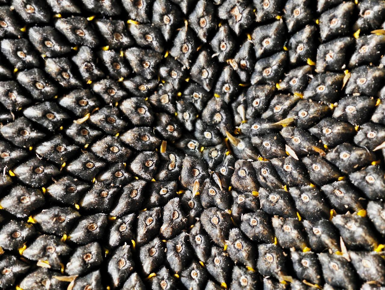 해바라기 씨 효능