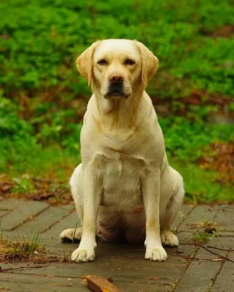 래브라도 리트리버 분양 가격 성격 장단점_23