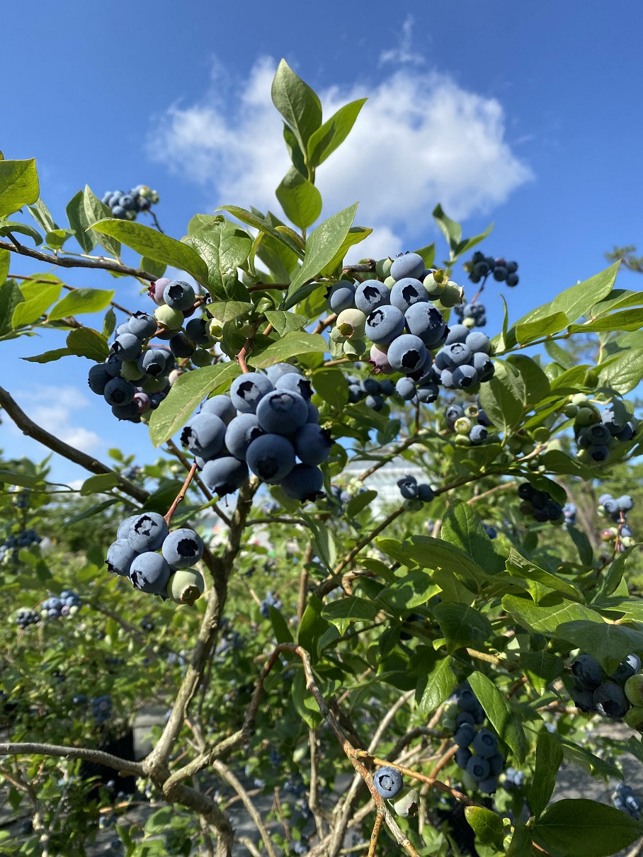 신선한 블루베리 클로즈업
