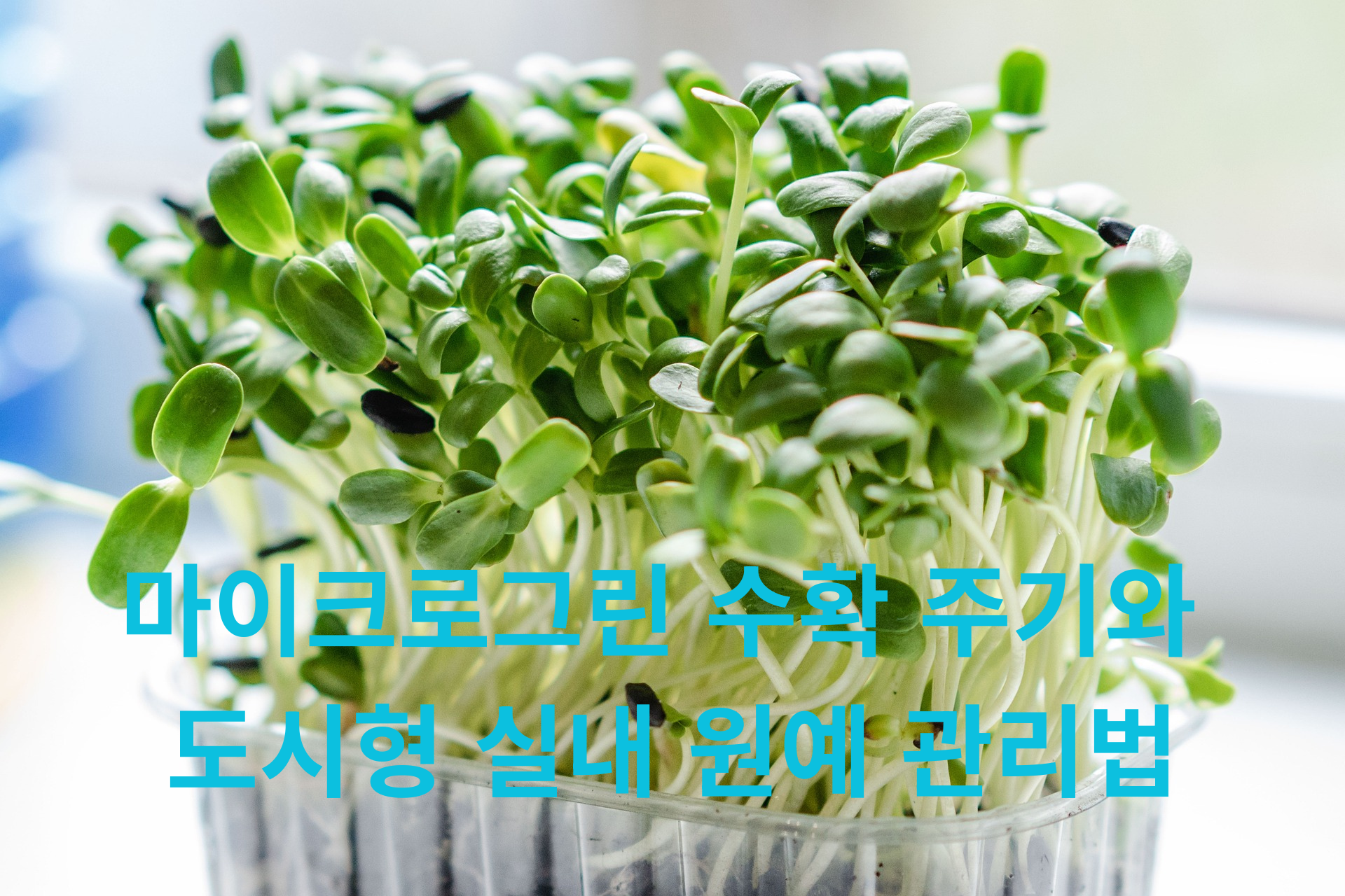 마이크로그린 수확 주기와 도시형 실내 원예 관리법
