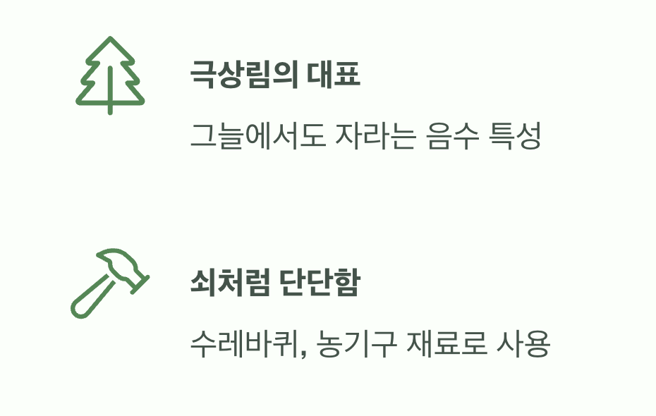 숲의 왕이 될 나무