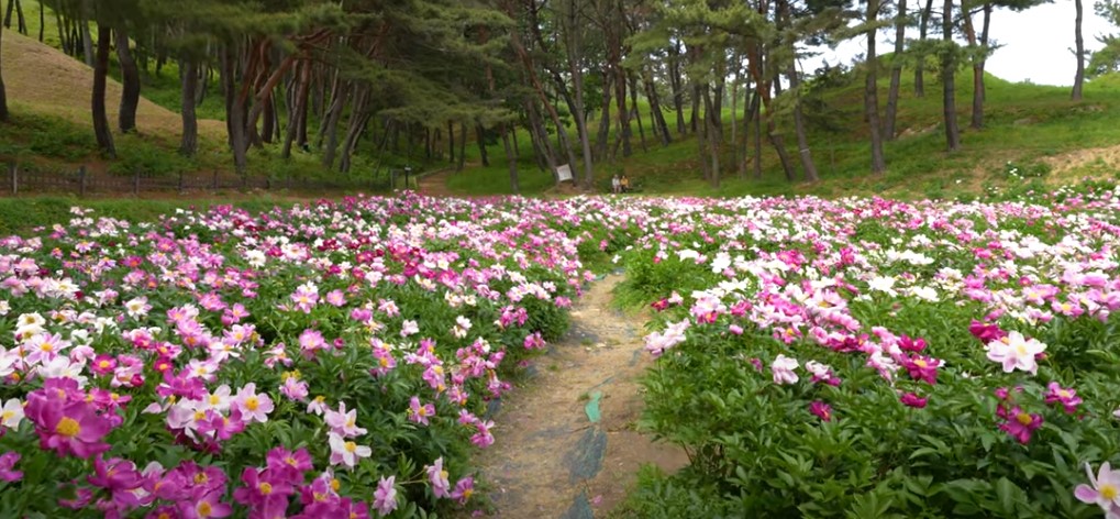 5월에 꼭 가봐야 할 적국 봄꽃 명소