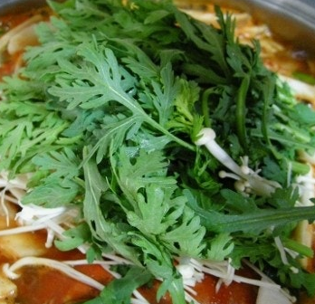 쑥갓의 효능 부작용 고르는법 칼로리 꽃