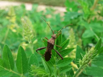 곤충 종류와 특징 생김새 습성 먹이 요약 정리_21