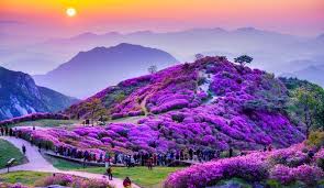 황매산 군립공원 소개 사진 이미지