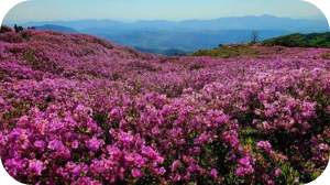 황매산 철쭉 만개 이미지 출처: 황매산 군립공원