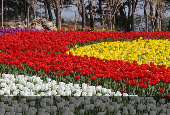 태안 튤립축제 주차 꿀팁,입장료 할인 방법