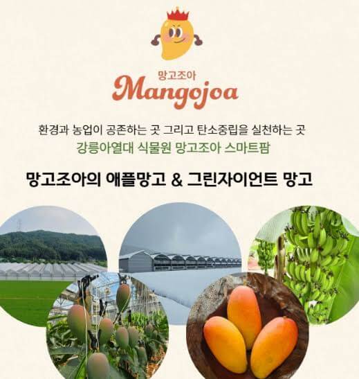 자이언트 그린망고 - 강원 강릉, 망고조아