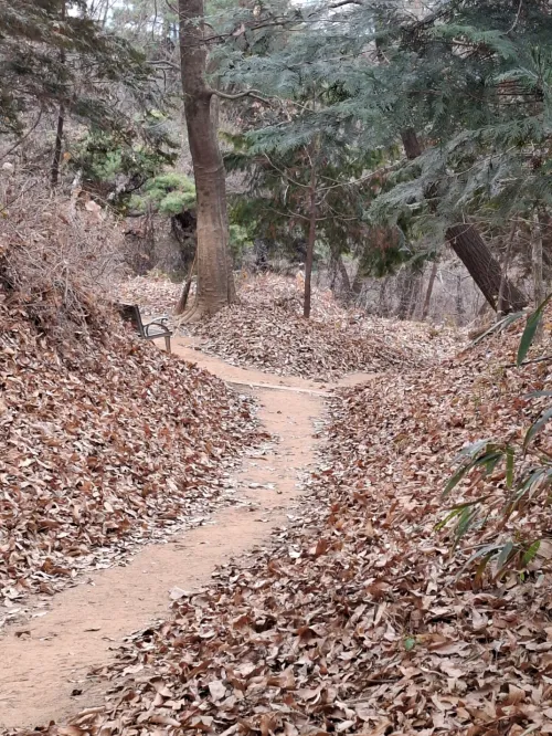 매일 만 보 걷기를 통해 신체를 정화하고 매트릭스 시스템의 노이즈를 차단하는 산책길 전경 (Daily walking for body purification and Matrix hacking)