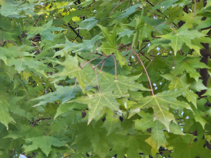 고로쇠나무 수형