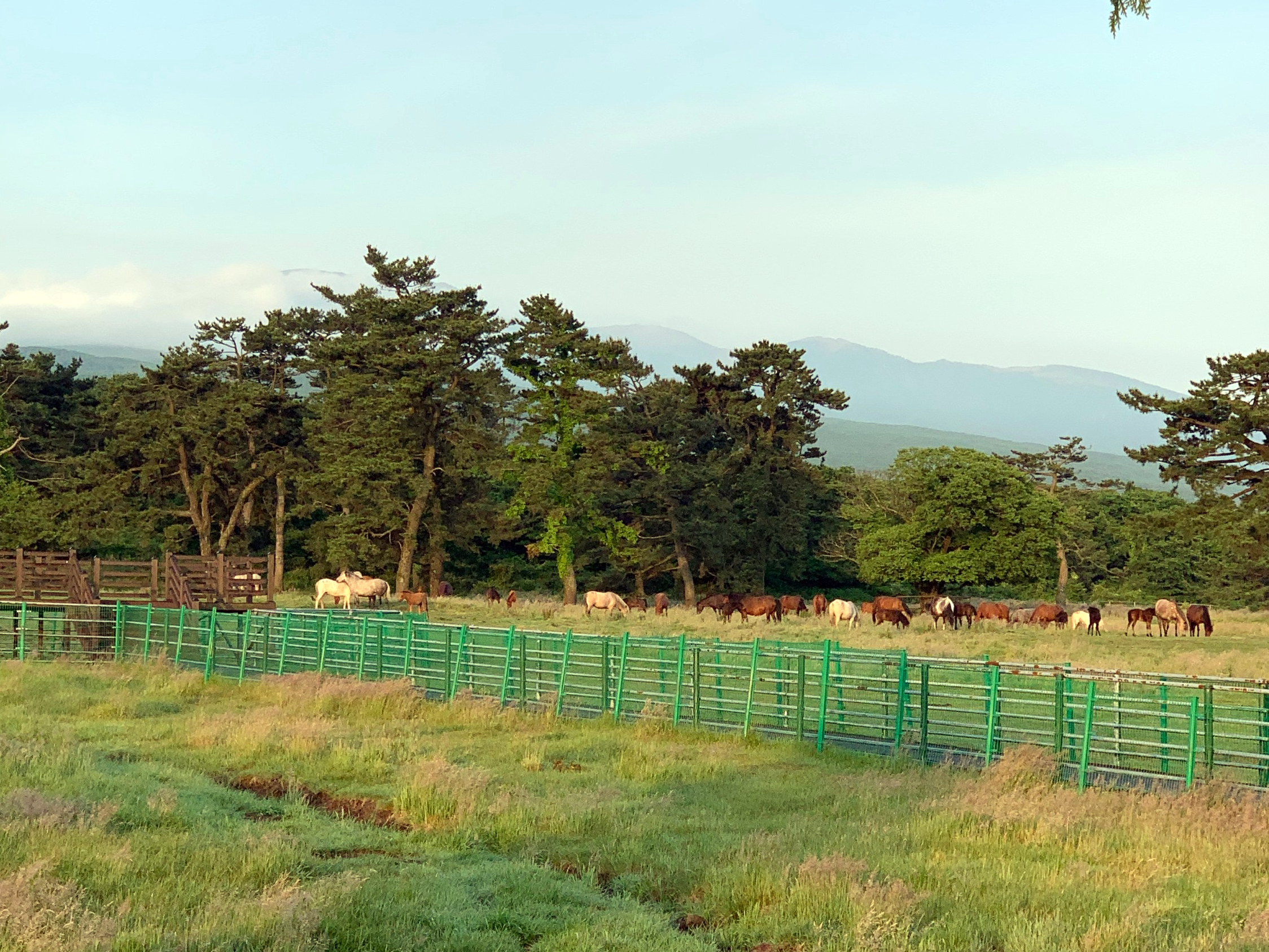 한라산 성판악 코스
