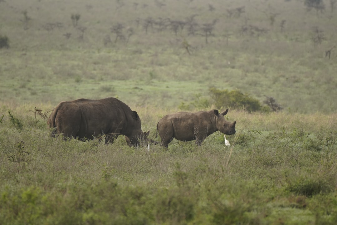 Conservation